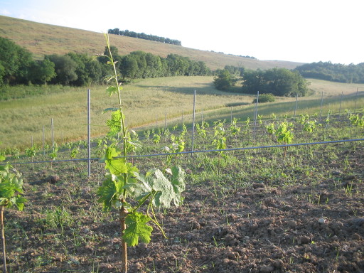 Rebberg, La Ouaitte, Juni 2007 Rebberg, La Ouaitte, Juni 2007