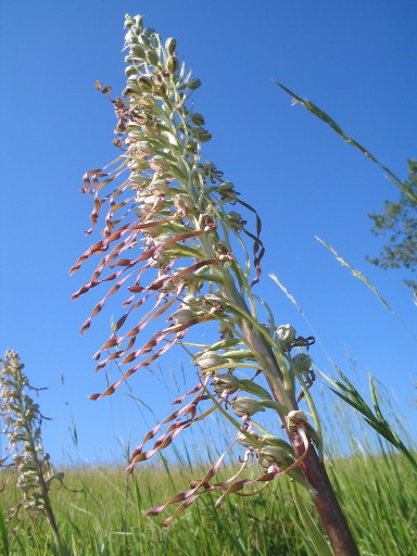 Orchidee Nr. 30, Bocksriemenzunge Orchidee Nr. 30, Bocksriemenzunge