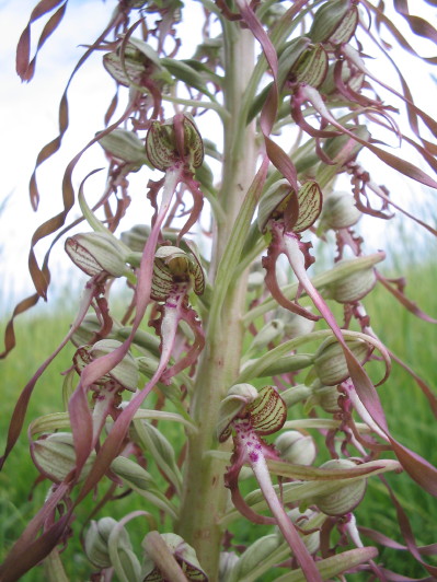 Himantoglossum hircinum Himantoglossum hircinum