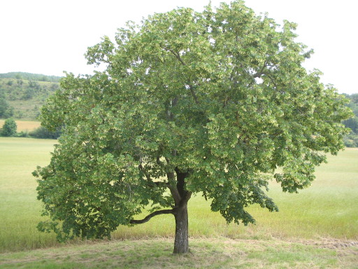 Linde auf La Ouaitte