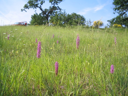 Orchideenwiese mit Mückenhändelwurz