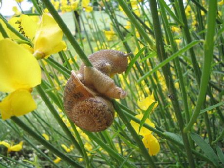 Weinbergschnecke auf Ginsterstrauch