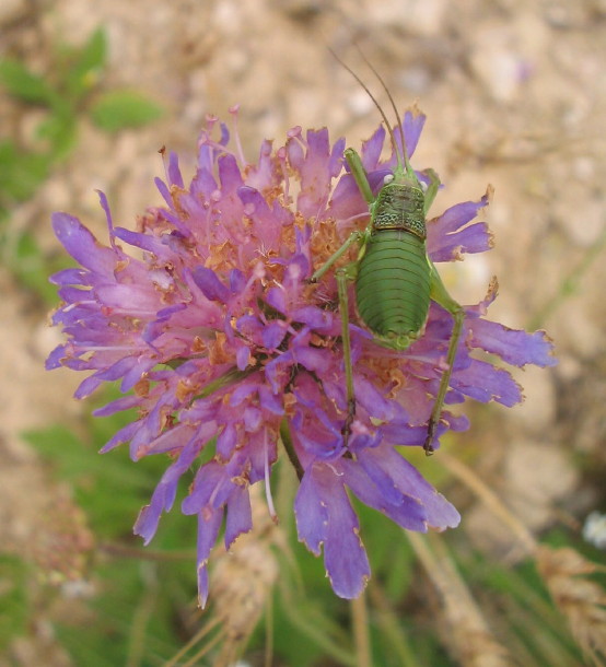 Isophia (Plumpschrecke) auf Witwenblume, stimmt nicht, es ist eine kantige Sattelschrecke (Uromenus rugosicollis)