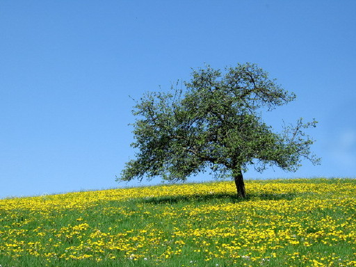 Hochstämmer in Wiesland Hochstämmer in Wiesland
