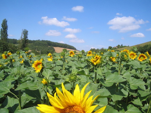 Tourne sol dans le Gers