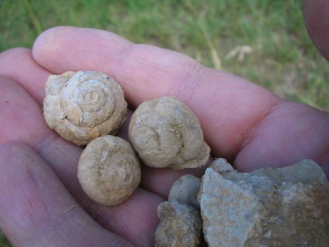 Versteinerte Schneckenhäuschen aus der Molasse im Gers