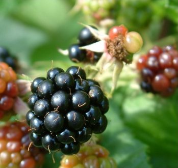 Brombeeren sind eigentliche Dornbeeren 