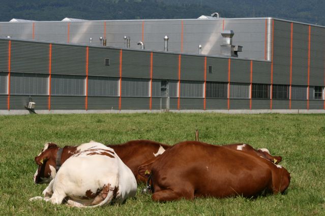 Kühe auf der Weide in der Schweiz