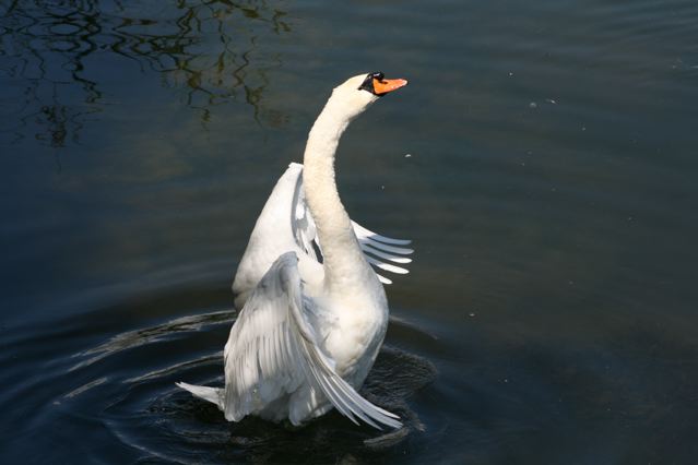 Aufnahme Simon Baumann