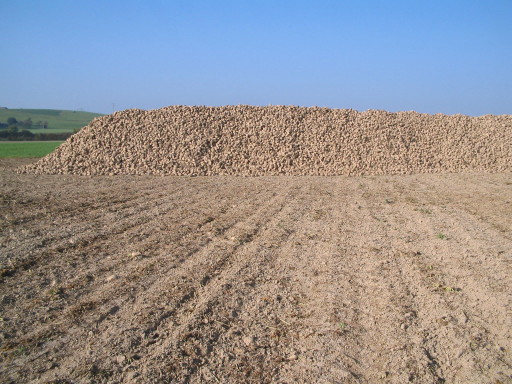 Zuckerrübenhaufen im Stücki, Suberg