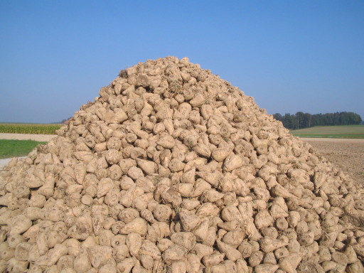 Bereit zum Transport in die Zuckerfabrik Aarberg