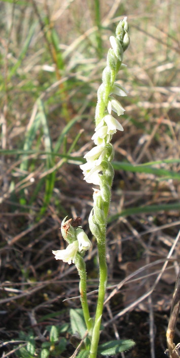 Herbstwendelähre, Aufnahme Stephanie Baumann