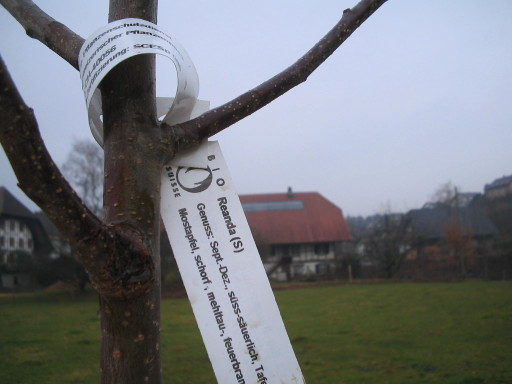 Pflanzdatum 22. November 2007 Pflanzdatum 22. November 2007