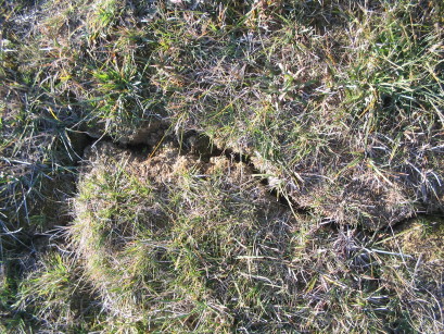 Trockene Wiesen, November 07 Trockene Wiesen, November 07