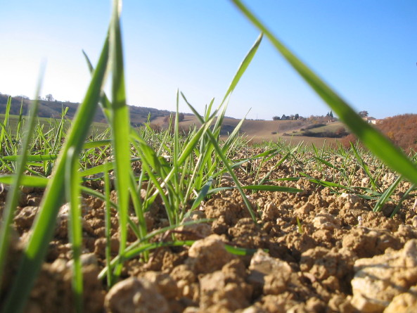 Keimender Weizen, November 07 Keimender Weizen, November 07