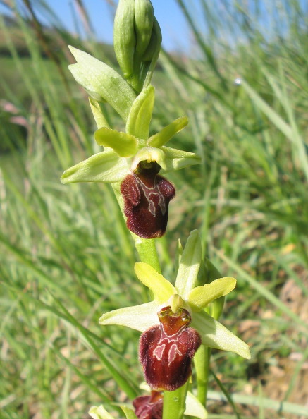 Ophrys aranifera/sphegodes