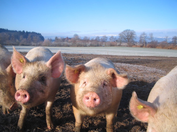 Freilandschweine Grossaffoltern BE Freilandschweine Grossaffoltern BE