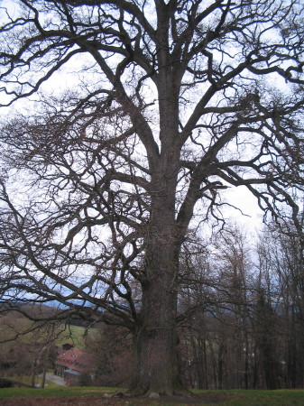 Traubeneiche Wallenried