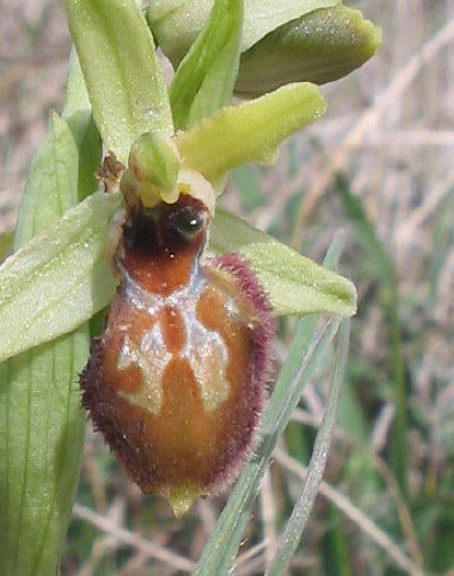 Ophrys arachnitiformis