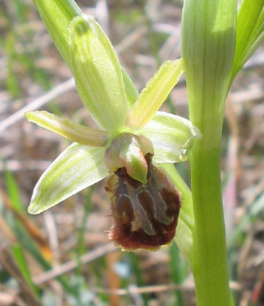 Ophrys arachnitiformis
