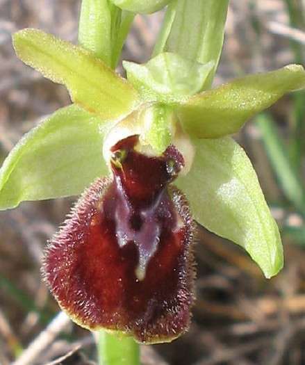 Ophrys arachnitiformis