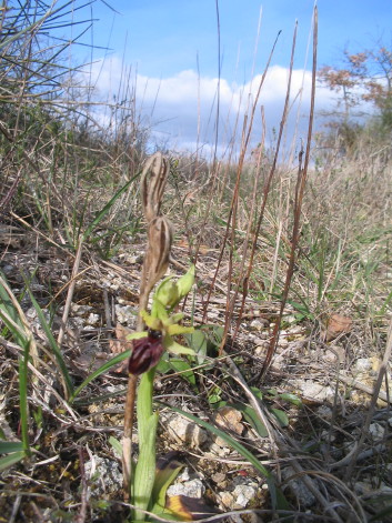 Ophrys arachnitiformis