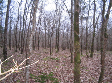 Natürlich entstandener Eichenwald auf ehemaligem Ackerland