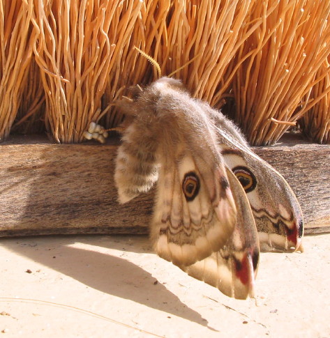 Nachtpfauenauge bei der Eiablage