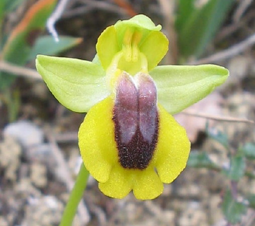 Ophrys lutea, gelbe Ragwurz