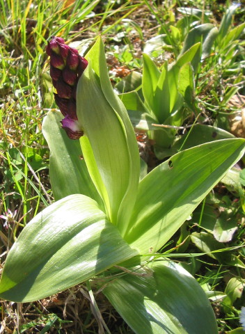 Orchidee Nr. 1 Orchidee Nr. 1