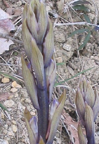 Orchidee Nr. 2 Orchidee Nr. 2