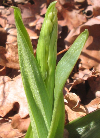 Orchidee Nr. 3 Orchidee Nr. 3