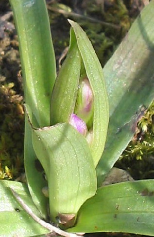 Orchidee Nr. 4 Orchidee Nr. 4