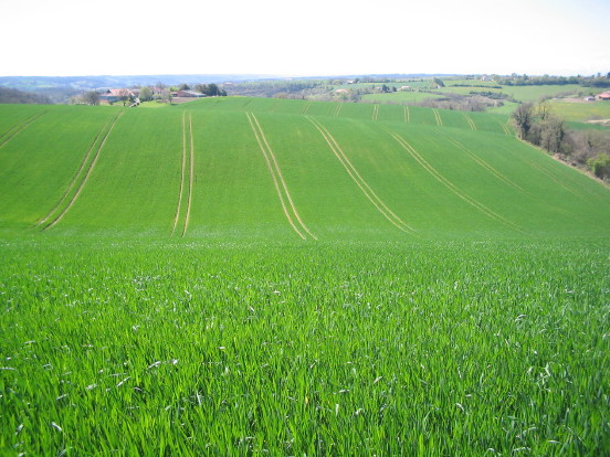 Weizenfeld mit Fahrspuren, Gers