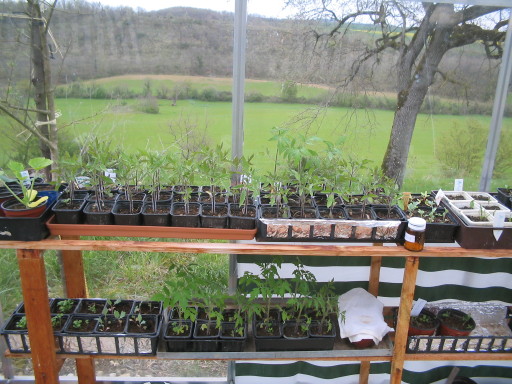 Kraut- und Rübensetzlinge....