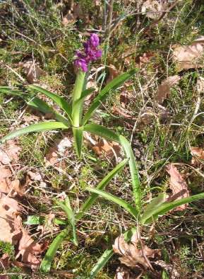 Orchis mascula