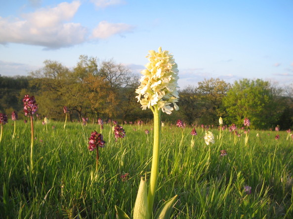 Orchideenwiese