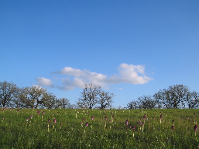 Wilde Orchideen, 23. April 2008, 19:00