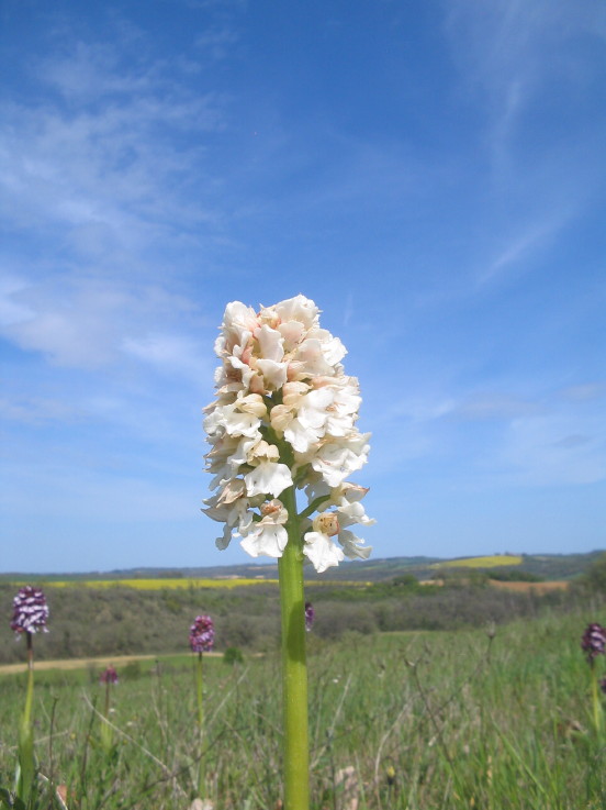 Albino Purpurea