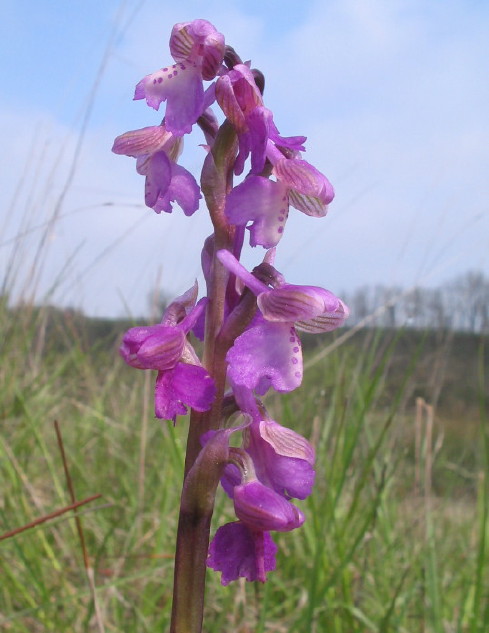 Anacamptis morio