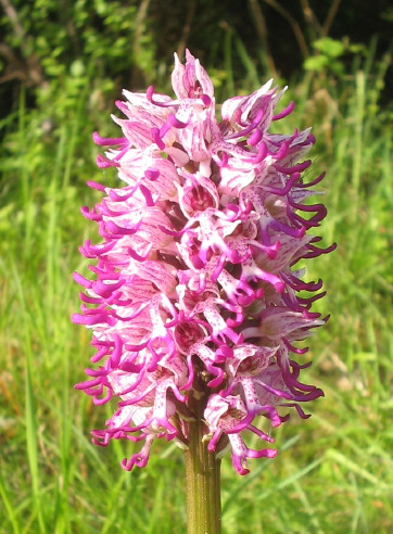 Orchis simia