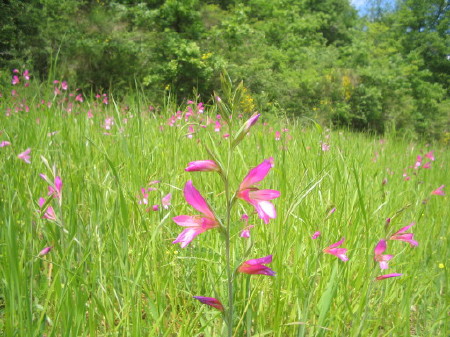 Wilde Gladiolen