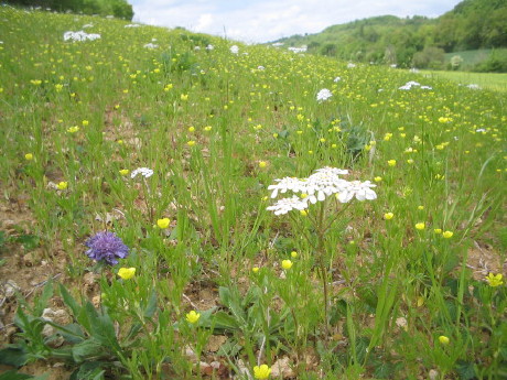 Wiese mit Orlaya grandiflora