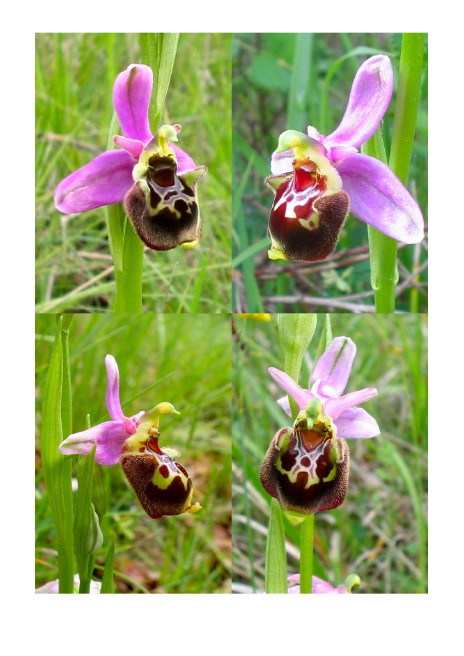 Ophrys aegirtica