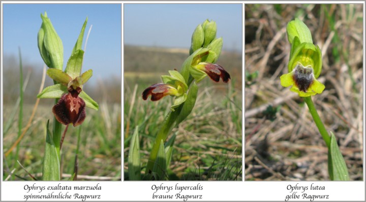 Les trois Ophrys précoces