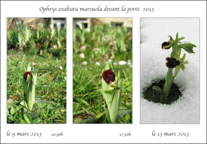 5-marzuola-devant-la-porte-2013