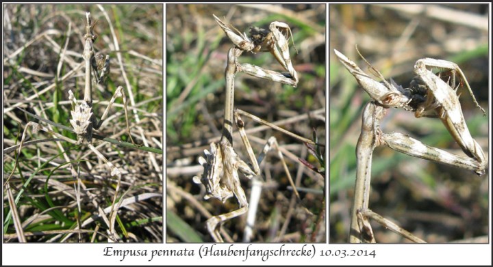 Empusa-pennata