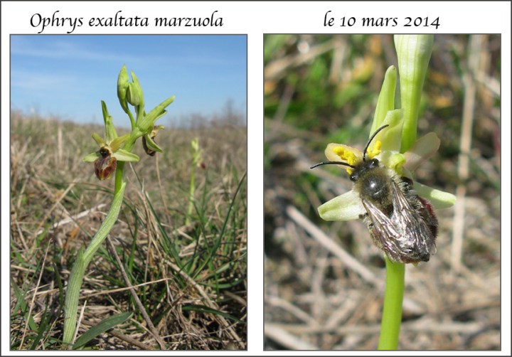 Pseudocopulation-marzuola