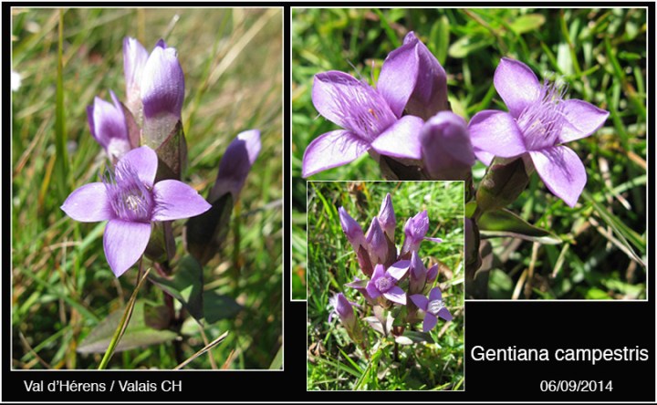 4-Gentiana-campestris