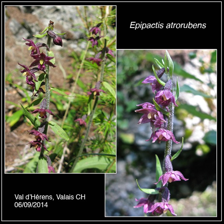 7-Epipactis